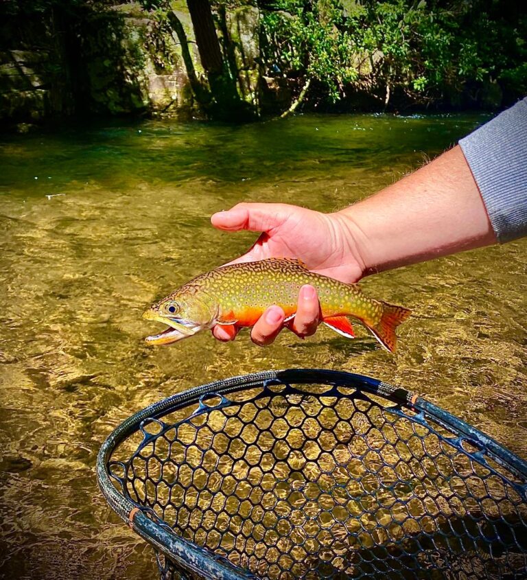 The Charms of Small Trout Streams Hallowed Waters Journal