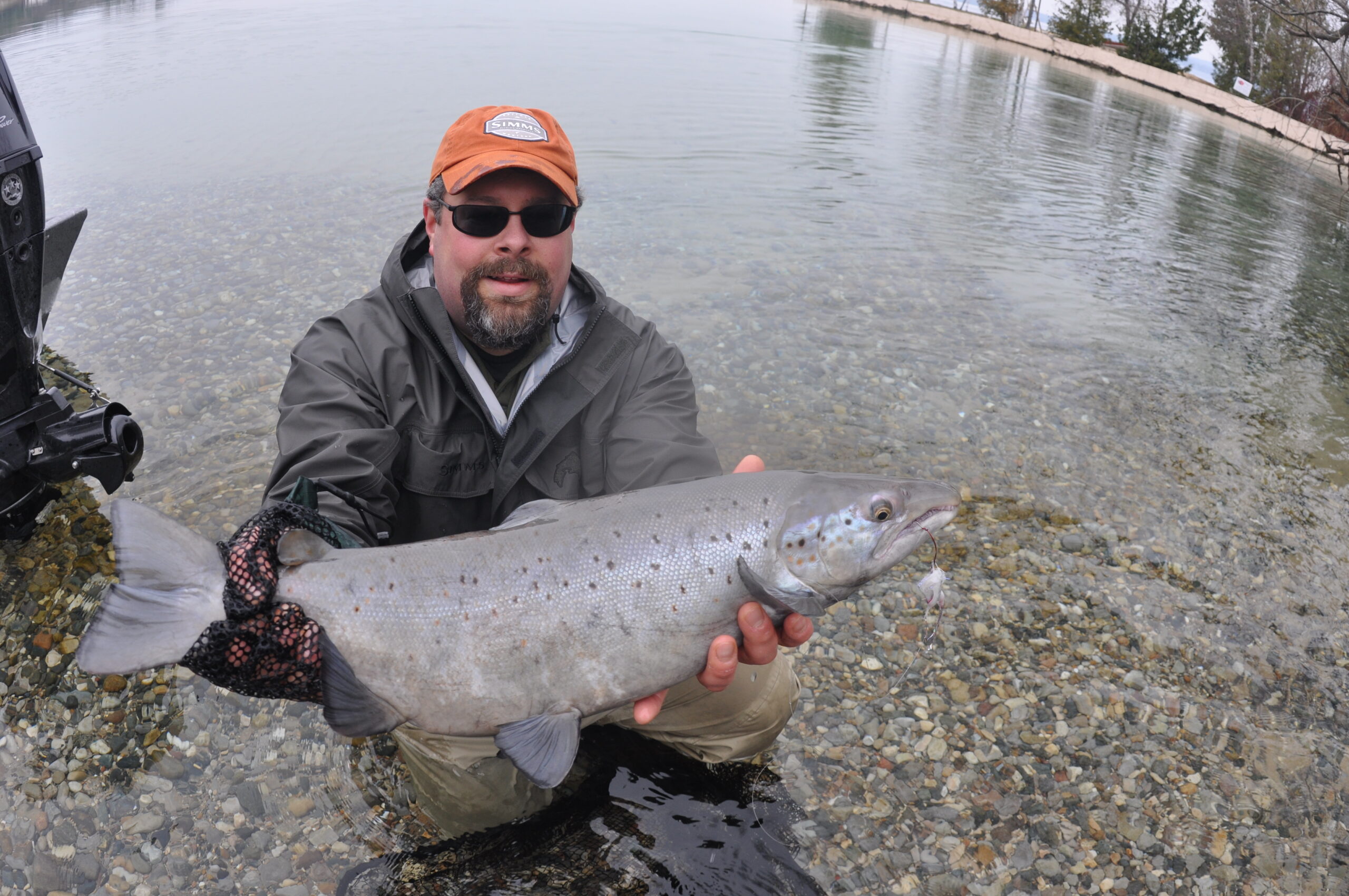 Surfing Up Salmonids-Fresh Spring Chrome on the Hunt - Hallowed Waters