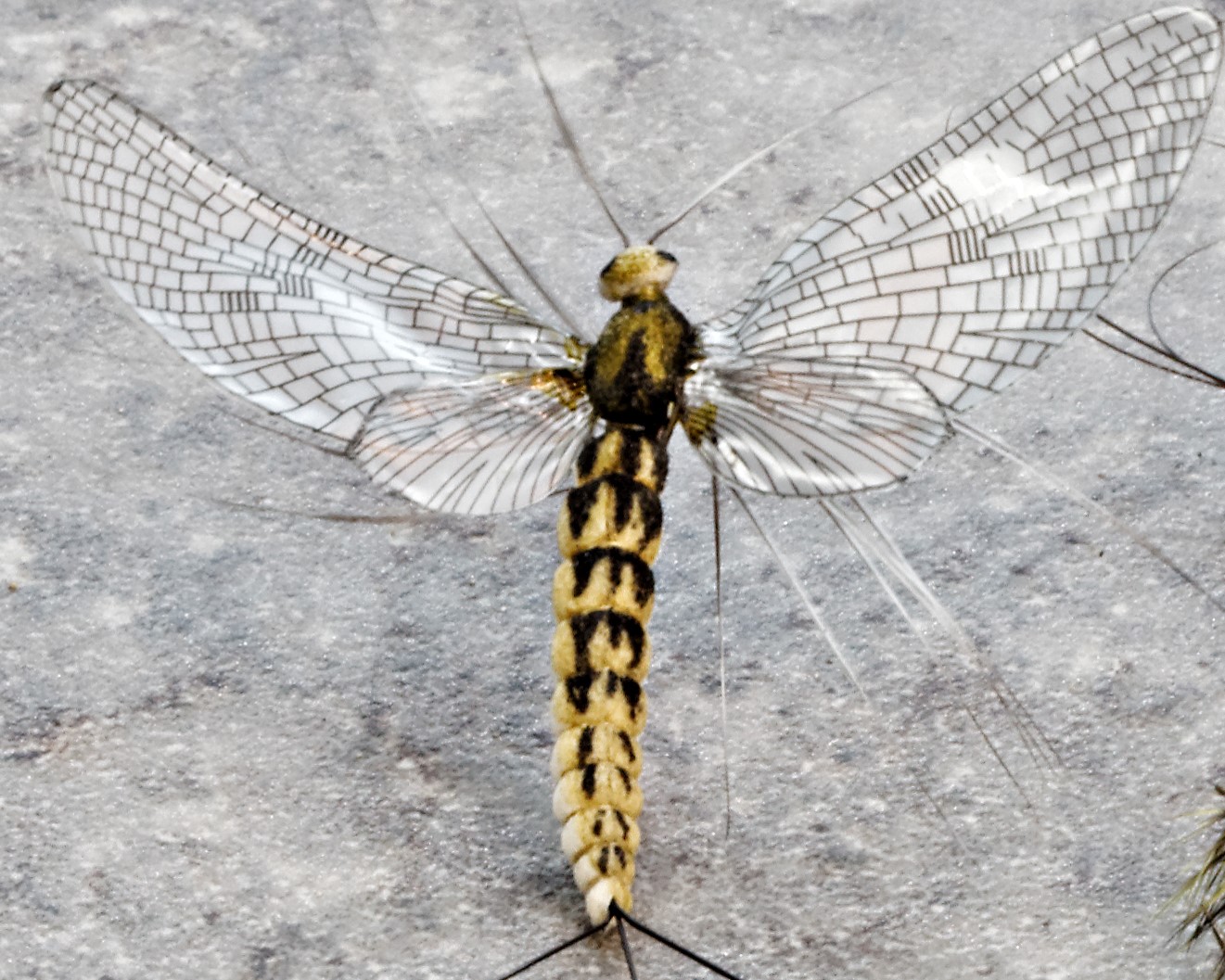 Rhode Island's Hex Hatch Fly Tying Session🎣✨🪰 Summer is here and fly  fishing anglers flock to the Wood River for the annual Hexagenia limbata  hatch, Rhode Island's largest mayfly. Aquatic Resource Education