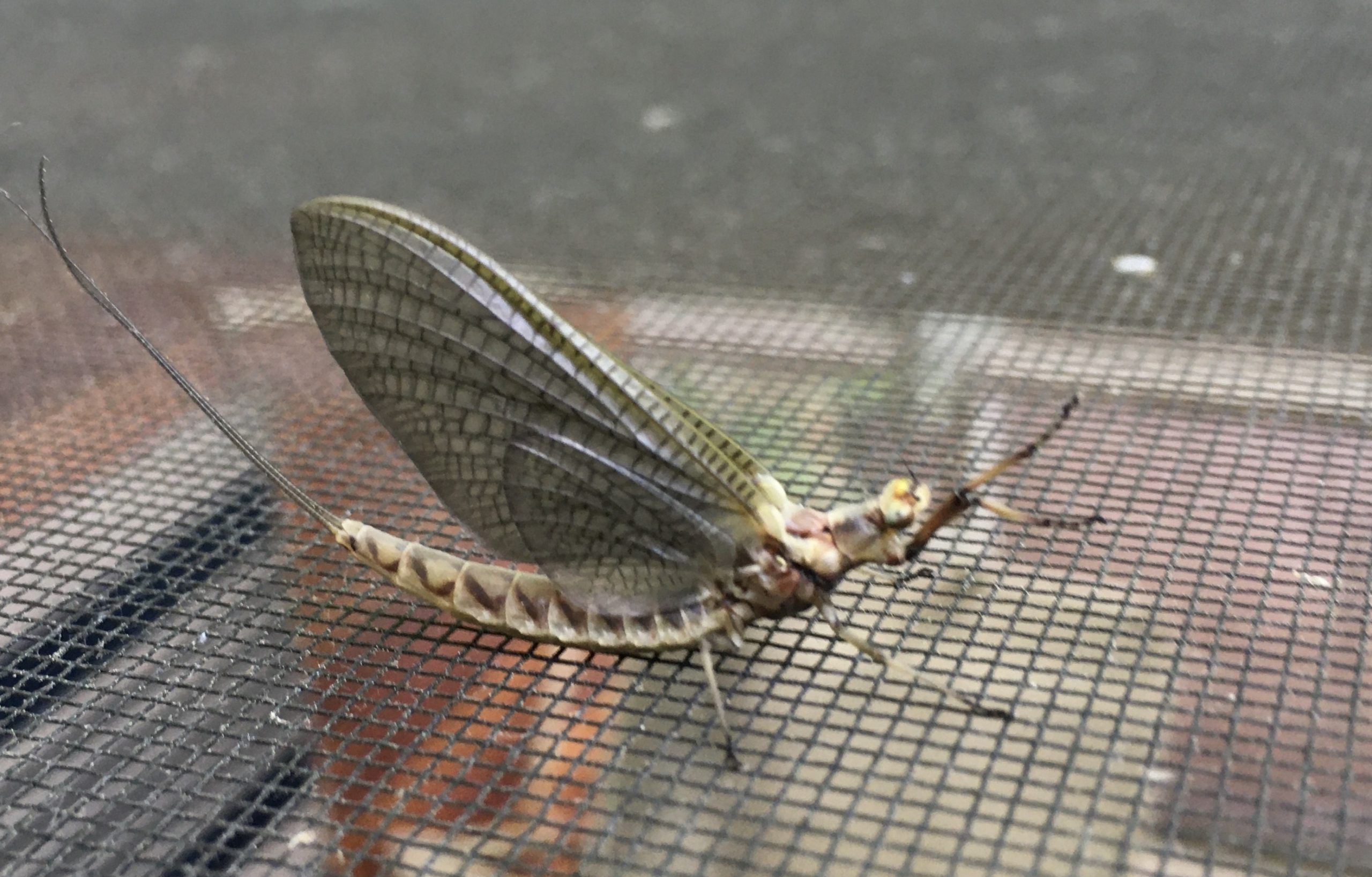 Fishing the Hex Hatch for Huge Brown Trout - Fly Fishing the Hexagenia  Limbata Hatch 