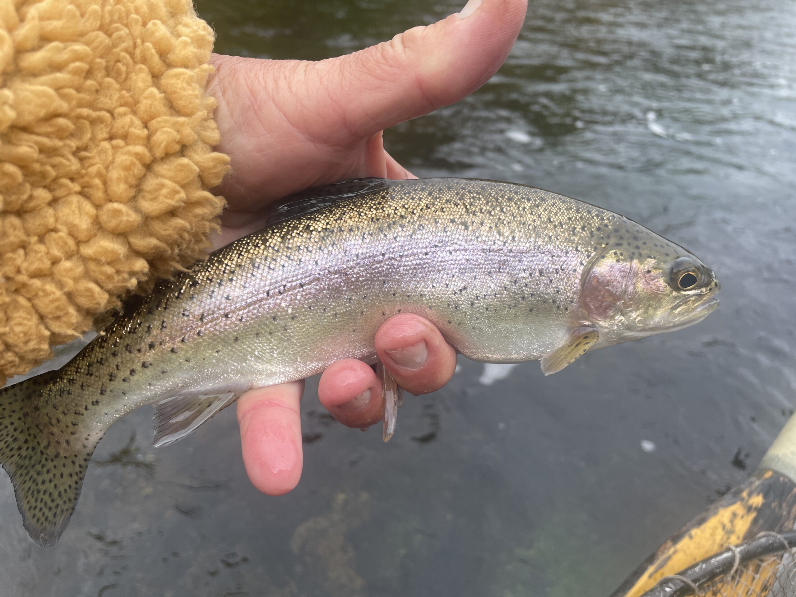 Autumn Caddis & The Trout and Steelhead of October - Hallowed Waters