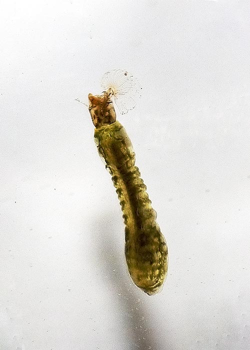 Black Micro Midge: Pupa or Larva Pattern for Cold Water 