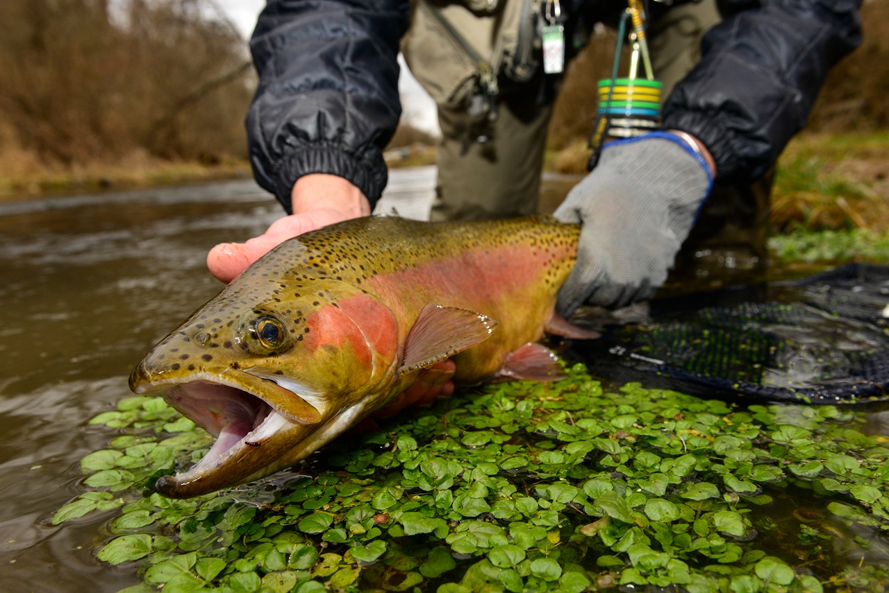 TROUT FISHING Micro Worms In Small Creeks & Rivers. 