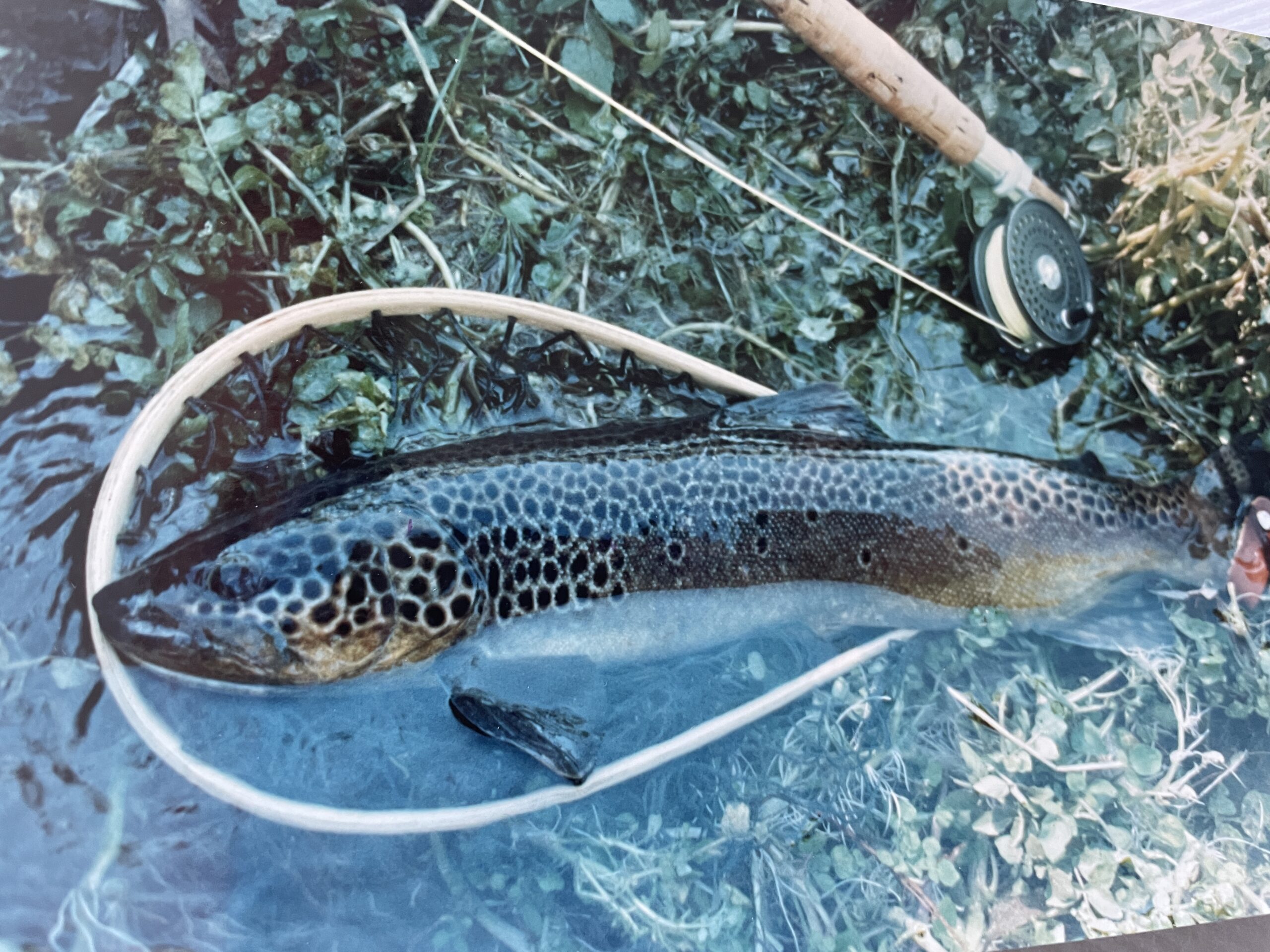 Voices From The River: Fishing With Worms - Trout Unlimited