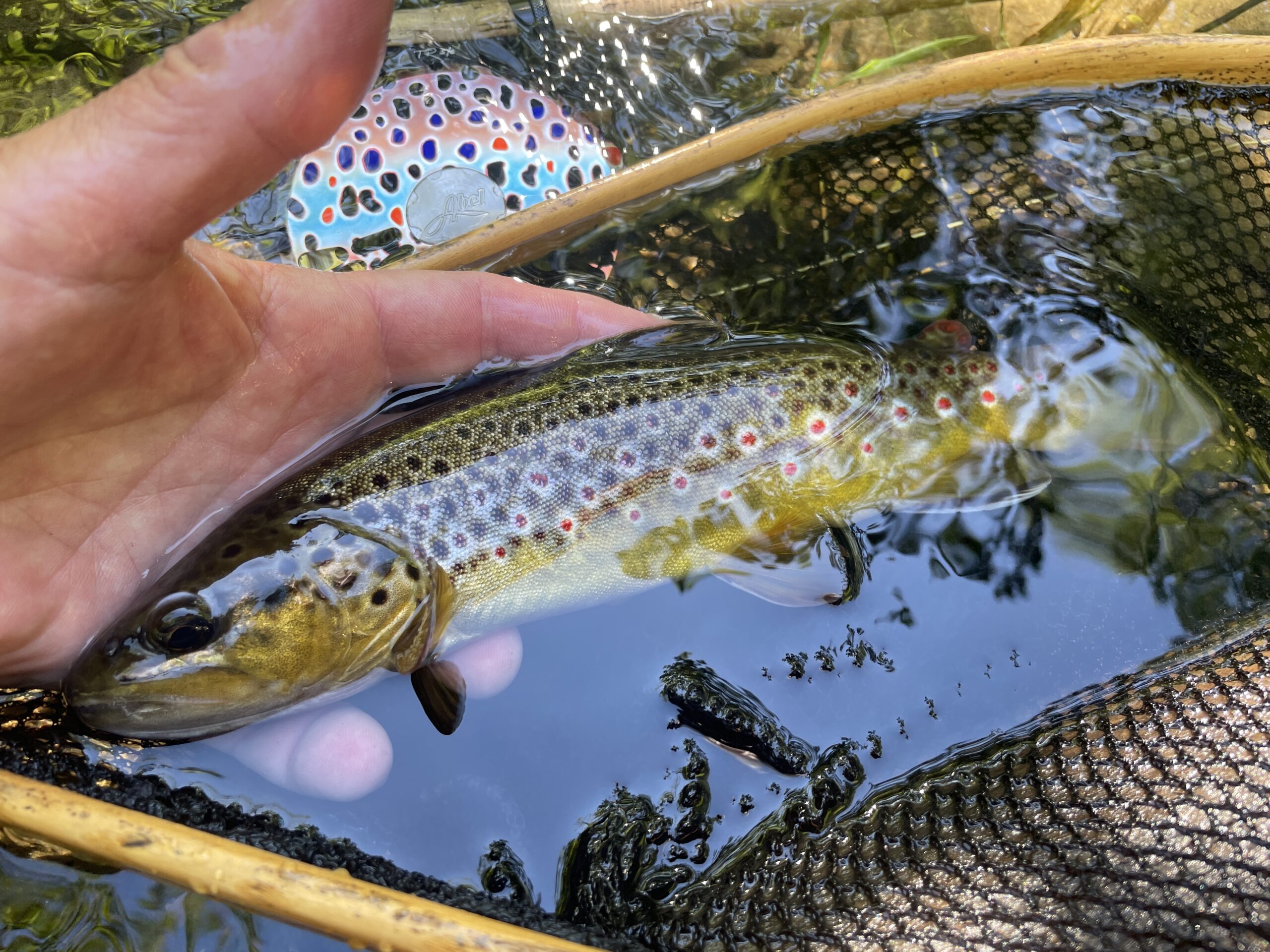 Brown Trout Expression - WADEOUTTHERE