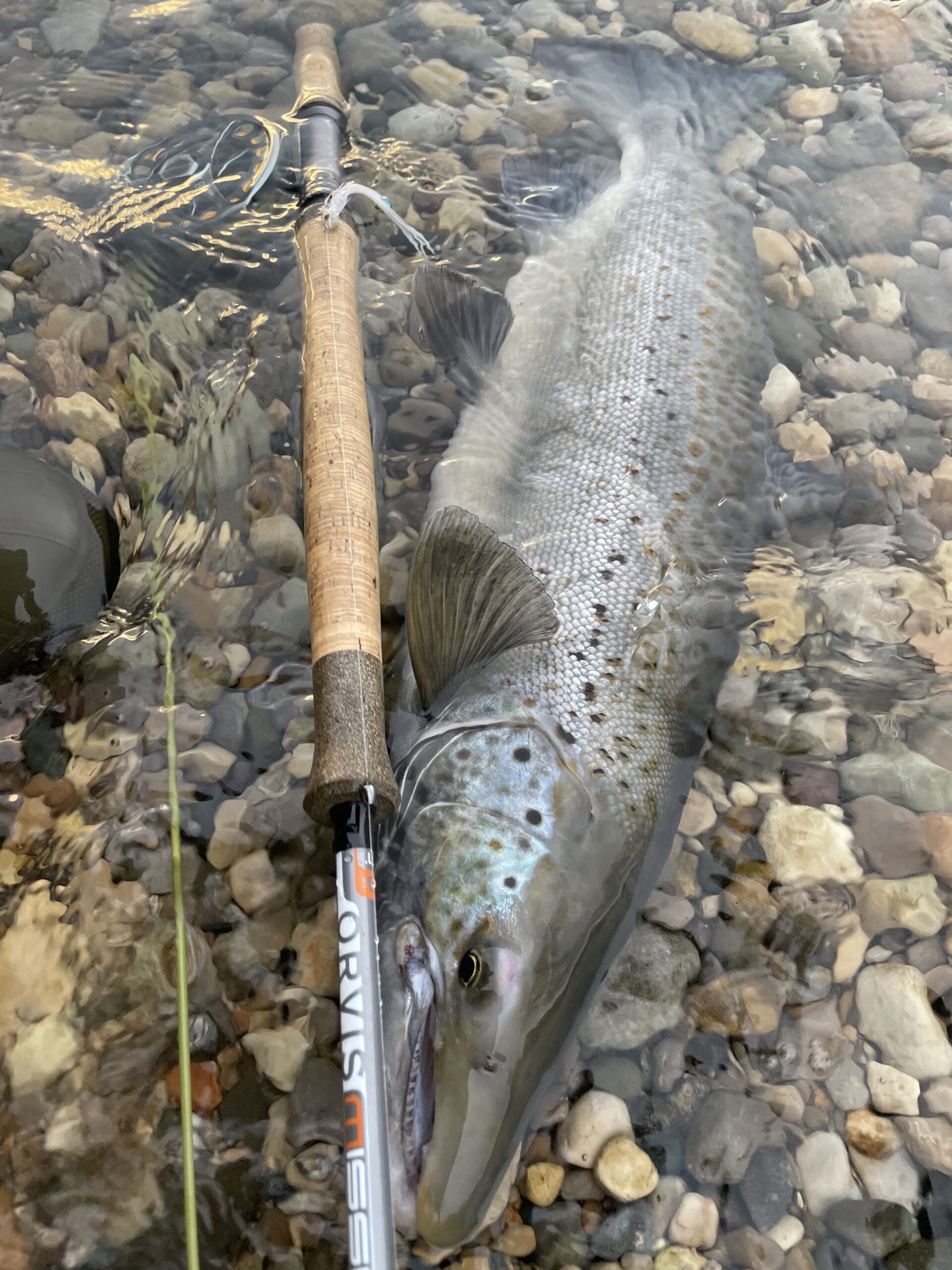 The Attack Mode-How and Why Atlantic Salmon/Steelhead/ Migratory Browns  Take the Fly - Hallowed Waters