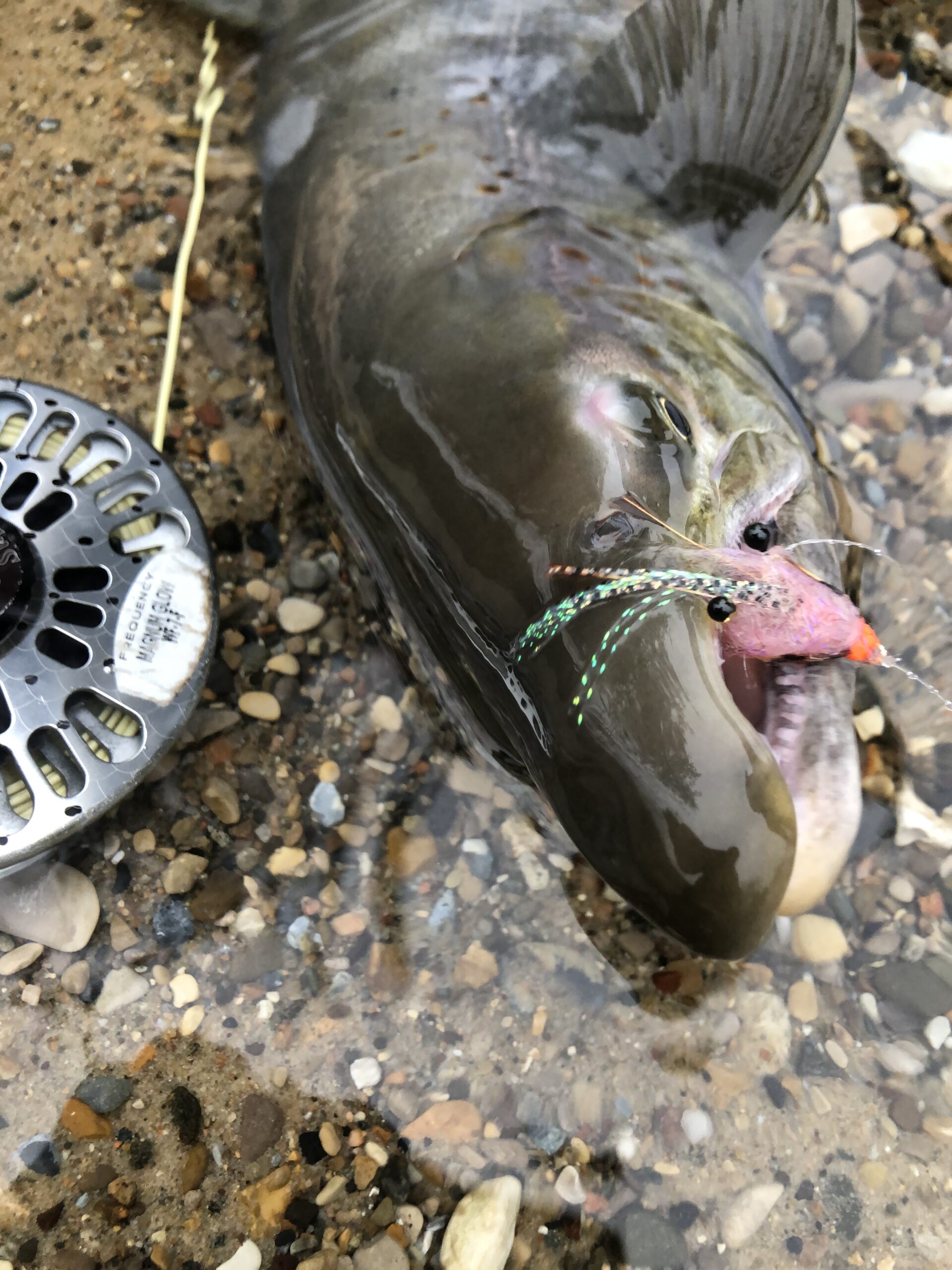 The Attack Mode-How and Why Atlantic Salmon/Steelhead/ Migratory
