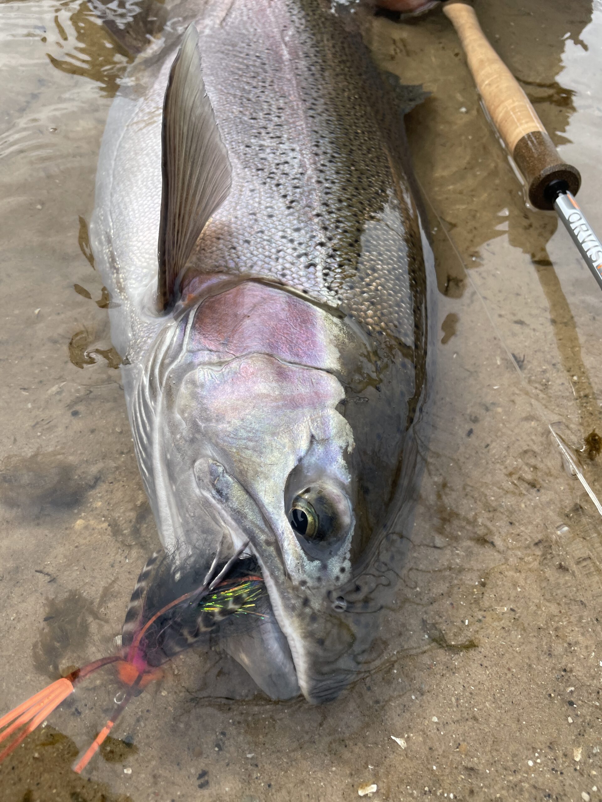 The Attack Mode-How and Why Atlantic Salmon/Steelhead/ Migratory