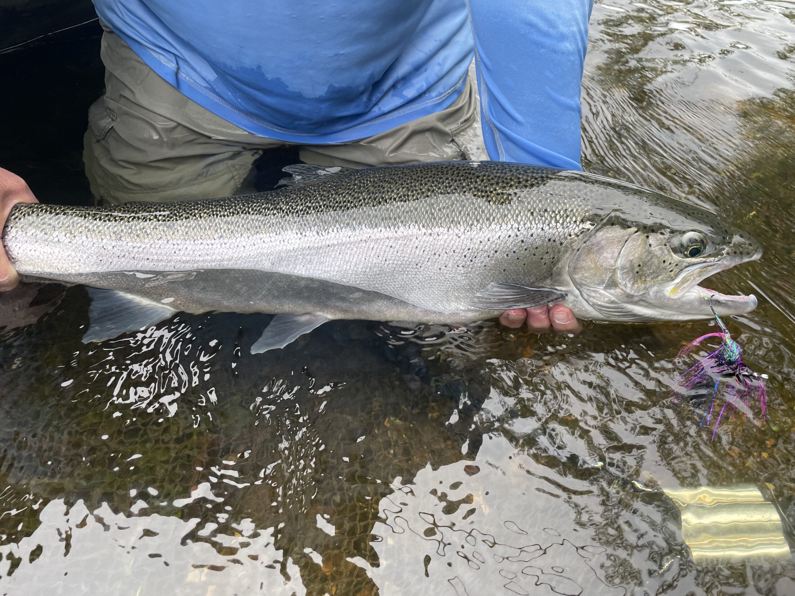 Jetshark New Trout Steelhead Salmon Pike